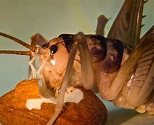 Image result for Cave Cricket Pesticide