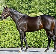 Image result for Thoroughbred Front View