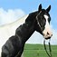 Image result for American Paint Horse Photo Shoot