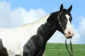 Image result for Wild Paint Horses