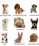 Image result for Small Dog Breeds Alphabetical