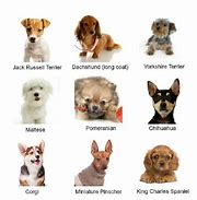 Image result for Best Small Dog Breeds List
