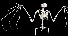 Image result for Bat Skeleton Speculatory Zoology