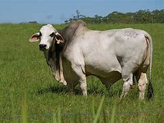 Image result for Achham Cattle