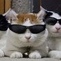 Image result for Animal Trio Memes