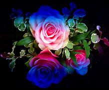 Image result for Rainbow Roses Background