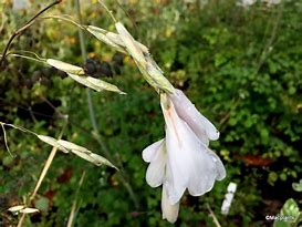 Image result for Dierama Guinevere