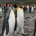 Image result for Penguin Breeds