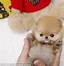 Image result for 10 Cutest Dogs in the World