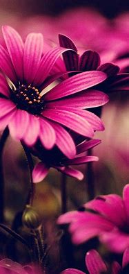 Image result for Black and Pink iPhone Wallpaper