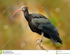Image result for Bald Ibis