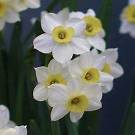 Image result for Narcissus Minnow