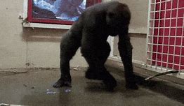 Image result for Dead Gorilla