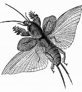 Image result for Mole Cricket