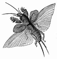 Image result for Mole Cricket