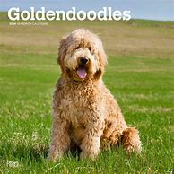 Image result for Mini Goldendoodle Wall Calendar