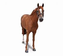 Image result for Front-Facing Horse No Background
