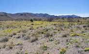 Image result for Gila NM Poppies