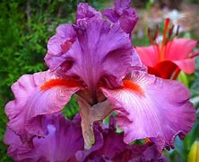 Image result for Iris germanica Robusto