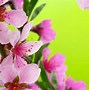 Image result for Screensavers Flowers Beautiful