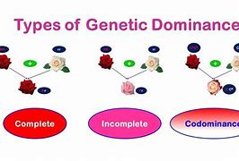 Image result for Dominance Genetics