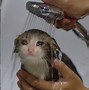 Image result for Angry Sad Cat