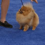 Image result for Pomeranian Dog Jiff Pom Dabbing