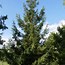 Bildergebnis für Picea abies