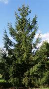 Image result for Picea abies Typner