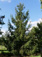 Image result for Picea abies Kitzbühler Alpenhexe