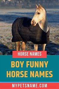 Image result for Fun Horse Names