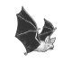 Image result for Flying Bat Sketch