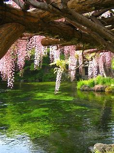 Wisteria Arbor | A wisteria arbor at Fujinomiya Sengen Shrin… | Flickr