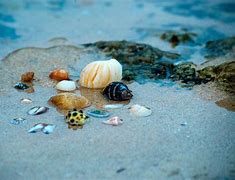 Image result for Coquillage Allonge
