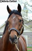 Image result for Brown Race Horse