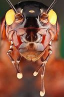 Image result for Cricket Lawn Bug Head