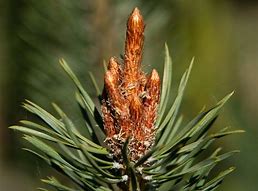 Image result for Pinus sylvestris Beuvronensis