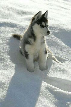Husky Welpen Im Schnee