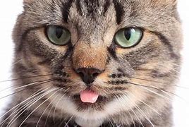 Image result for Cats That Usually Have Their Tongue Out