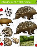 Image result for Echidna Life Cycle