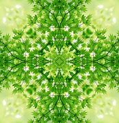 Image result for Moss Leaves