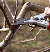 Image result for Pruning Fruit Tree Bench Cut