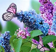 Image result for Purple Butterfly Desktop Wallpaper