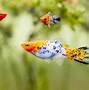 Image result for Small Fish in the Water