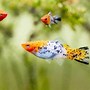Image result for 22 Fish