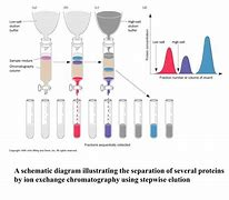 Image result for Protein Separation