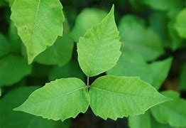 Image result for Poison Oak Ivy Plant