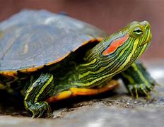 Image result for Slider Turtle