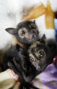 Image result for A Baby Bat