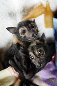 Image result for A Picture of a Baby Hammerhead Bat